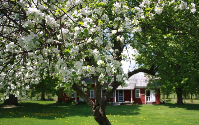 The apple trees were in full bloom last May. They may be a little late this year. Photo by Connie Jenkins 