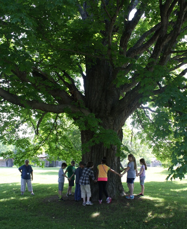 This beautiful maple tree was on the property when Almanzo was a boy. Local students hold hands to make a circle around it as volunteer Sally Miller looks on.