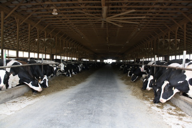This is one of the barns at PAPAS Dairy in North Bangor, N.Y. Next week's tour will be of Tierney Farm Jerseys on the east end of Malone.