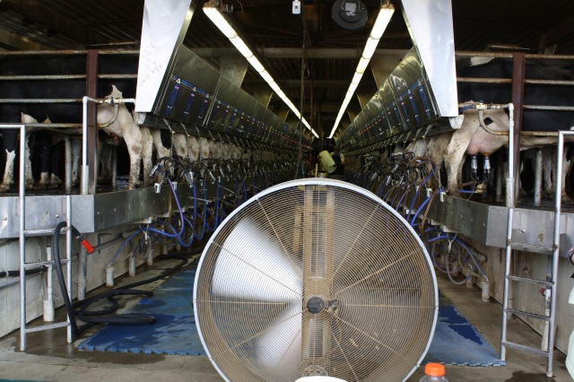 The cows are milked three times a day in this high-tech operation. (Connie Jenkins Photo)
